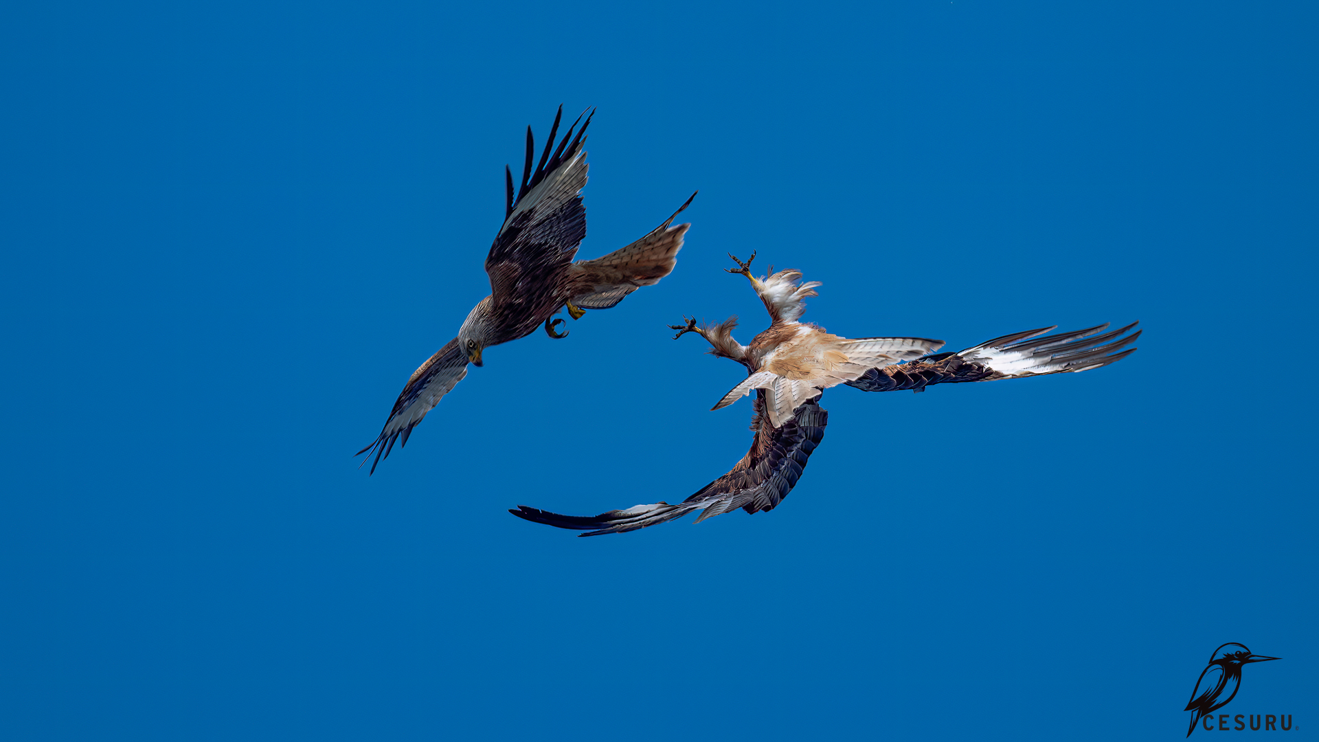 Red Kite